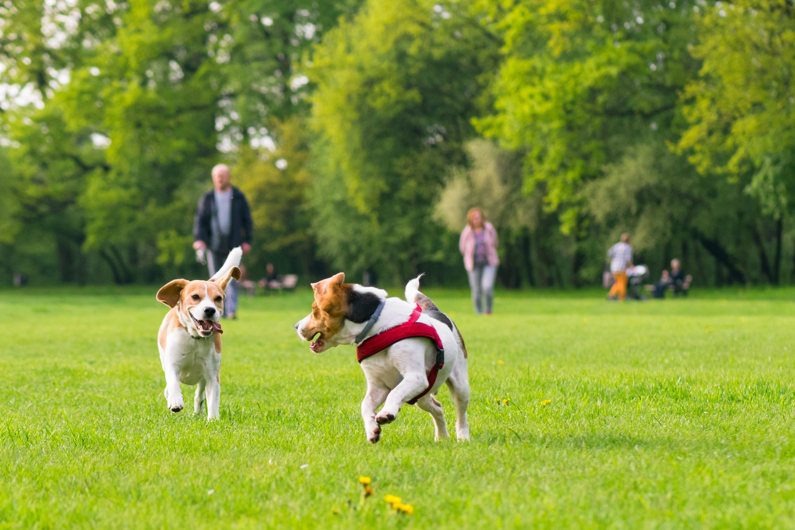 Dogs playing at park