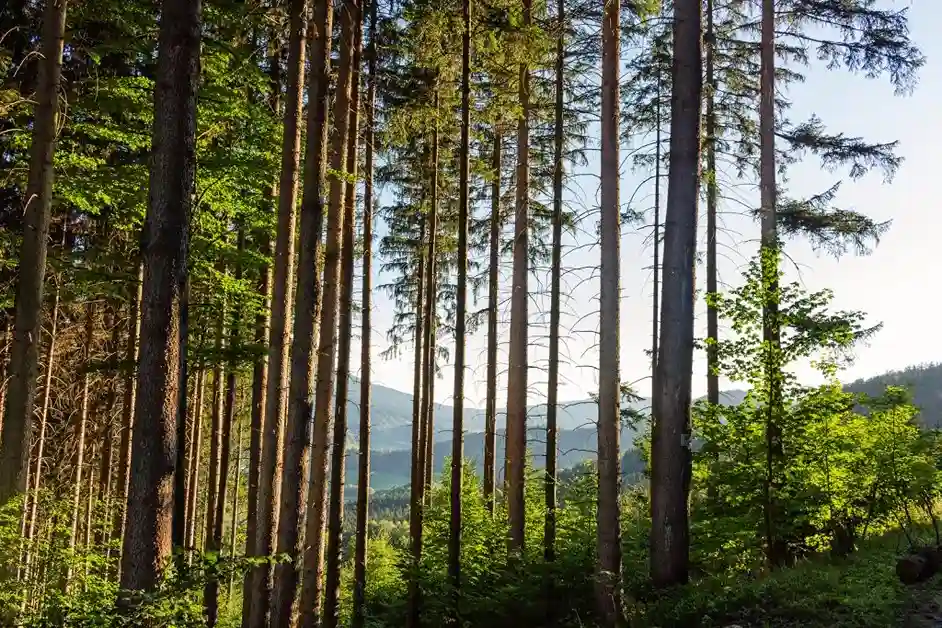 forestry-02_20_11zon_11zon